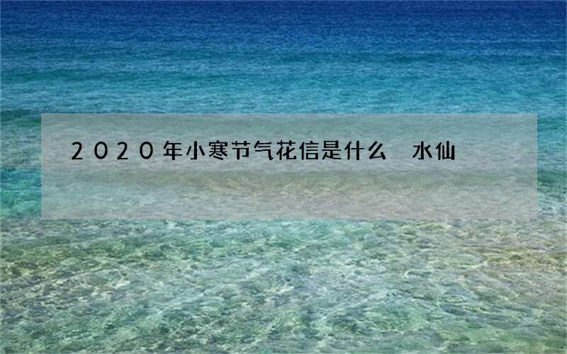 2020年小寒节气花信是什么 水仙
